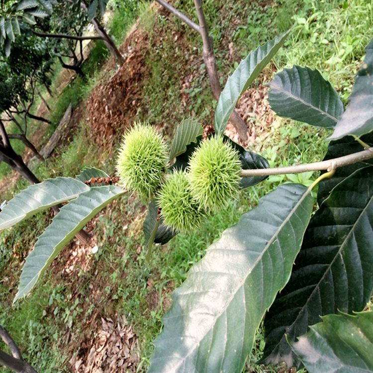 旺运旺运农业树苗新品种 莱西大旺运农业 果大细糯味甜 湖南果树苗木/果苗批发