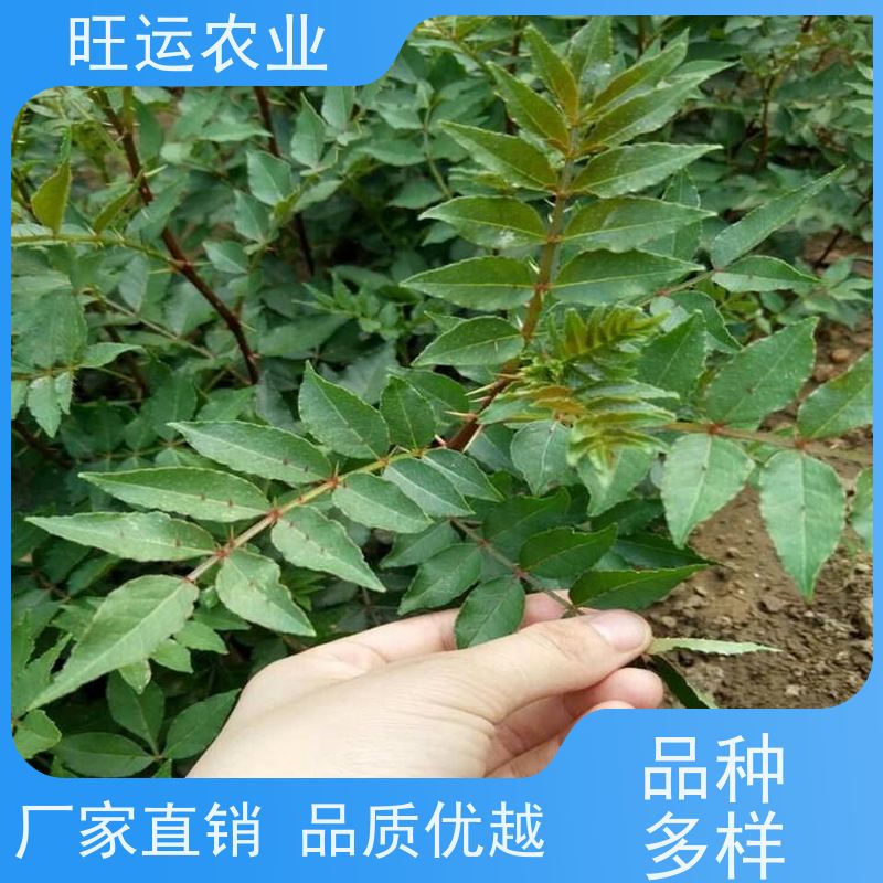 当季青花椒 一站式采购批发 鼎香供应 24小时在线服务