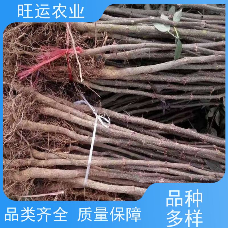 嫁接无刺红椒苗批发 旺运农业 旺运农业种植基地