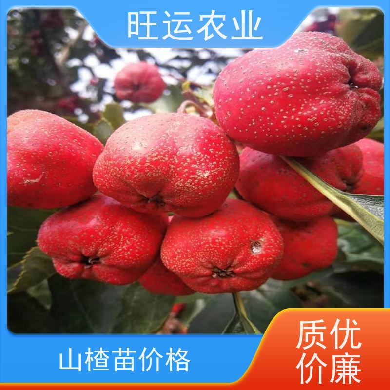 怎么做山楂糖葫芦 623927869e4fc401133498d8467812539d84090.jpg