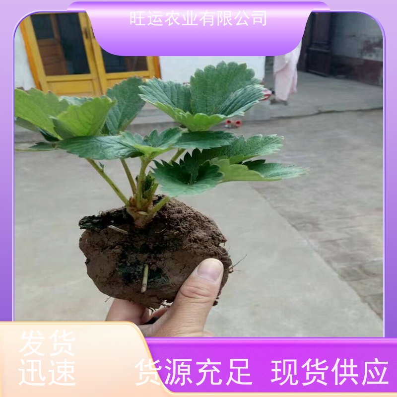 根茎粗壮易成活妙香七号旺运农业 牛奶草莓苗根系发达 旺运农业 常年供应