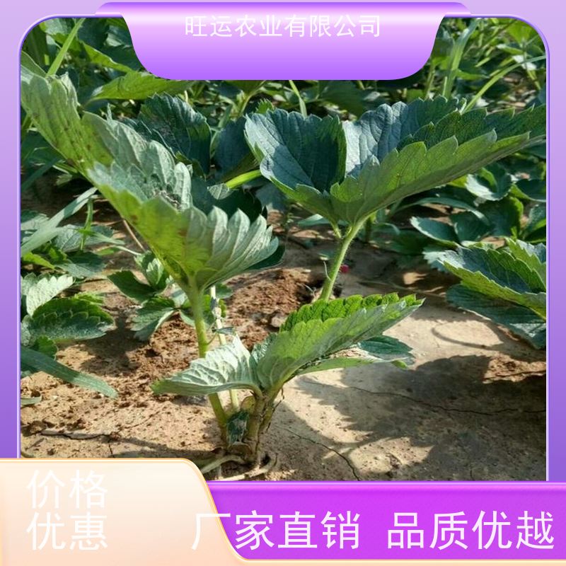 红颜旺运农业 牛奶草莓苗根系发达 旺运农业 苗培育基地