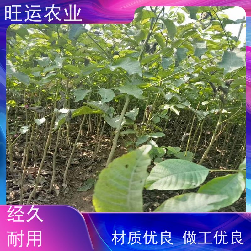 1公分8518旺运农业树苗出售 中林旺运农业基地 两年核桃苗批发