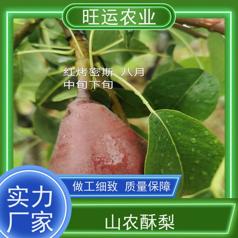 翠冠梨树苗苗供应 南北方种植庭院果园种植苗 梨子树苗 晚秋香梨