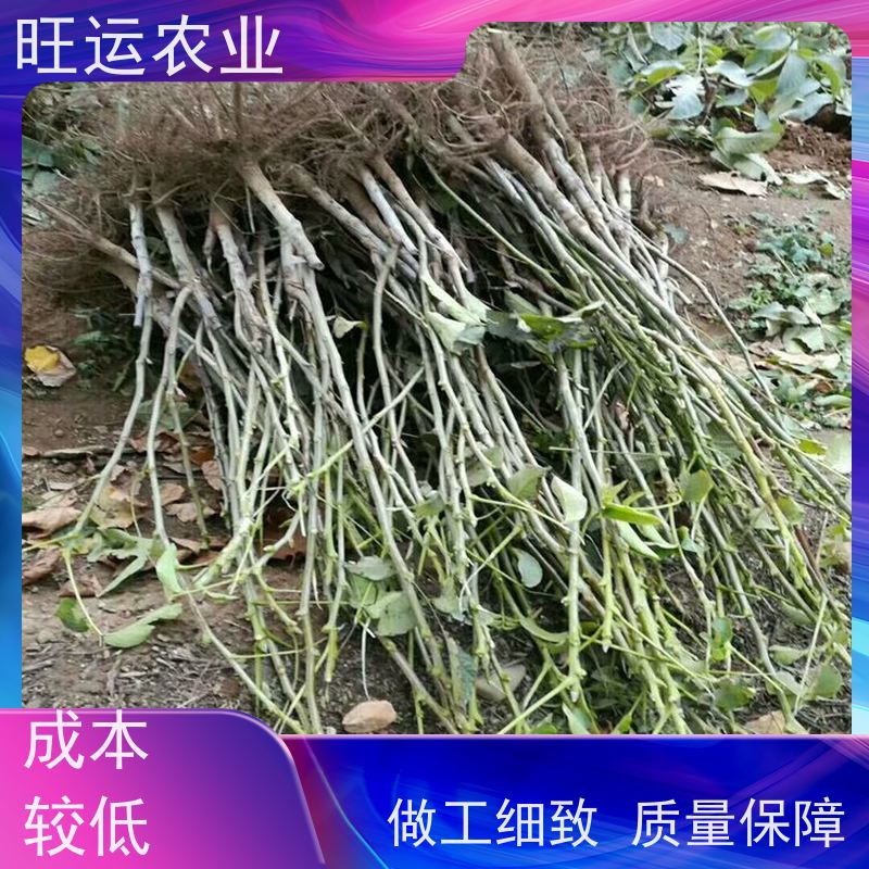 旺运农业农业 3公分 美国山旺运农业苗 现挖现发 种植基地直供