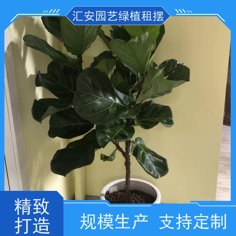 东莞汇安  室内绿植租摆 公司