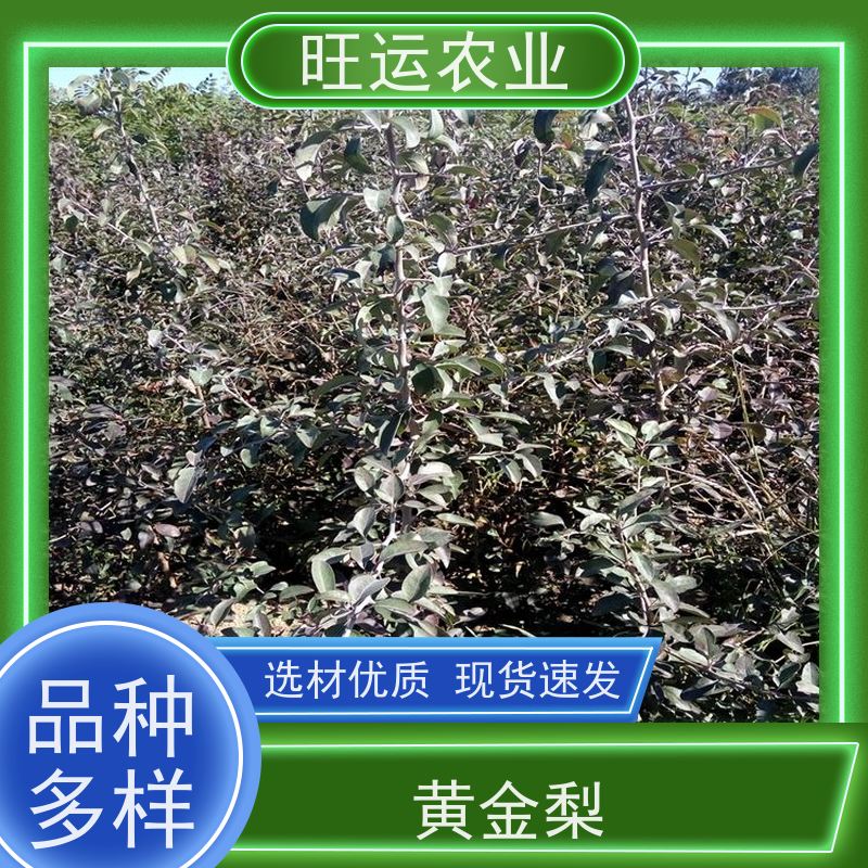 玉露香梨树苗苗种植基地 中熟品种皮薄肉细 荣刚园艺场