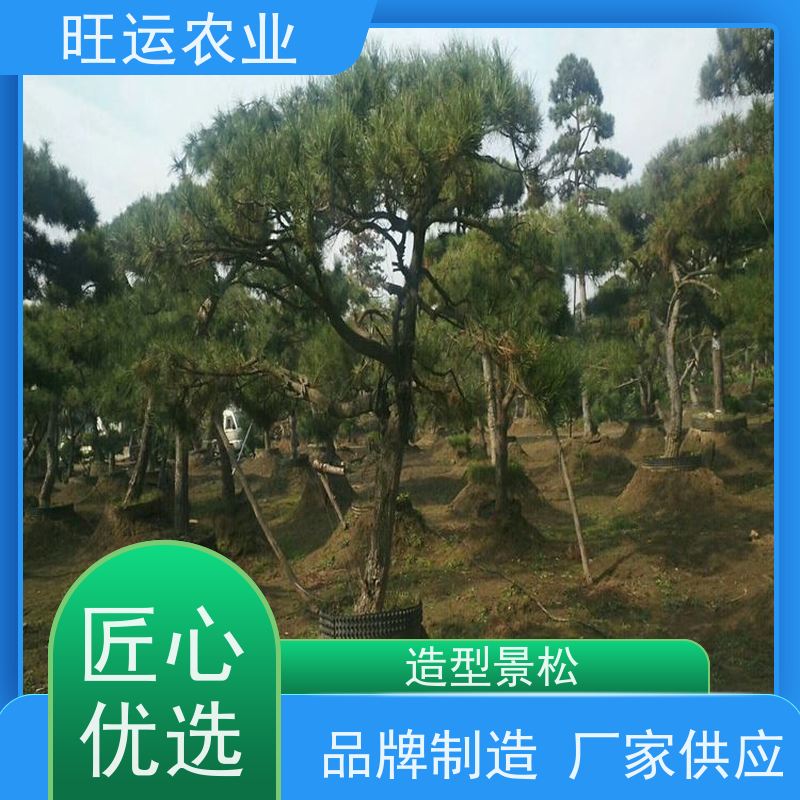 园林出售造型景松 绿化造型松 商务办公迎客松