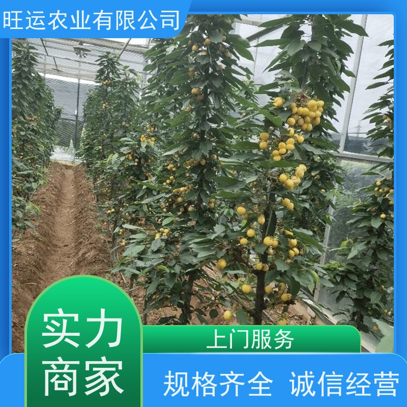 科迪亚樱桃苗树苗 瑞德樱桃苗 樱桃苗 量大包邮