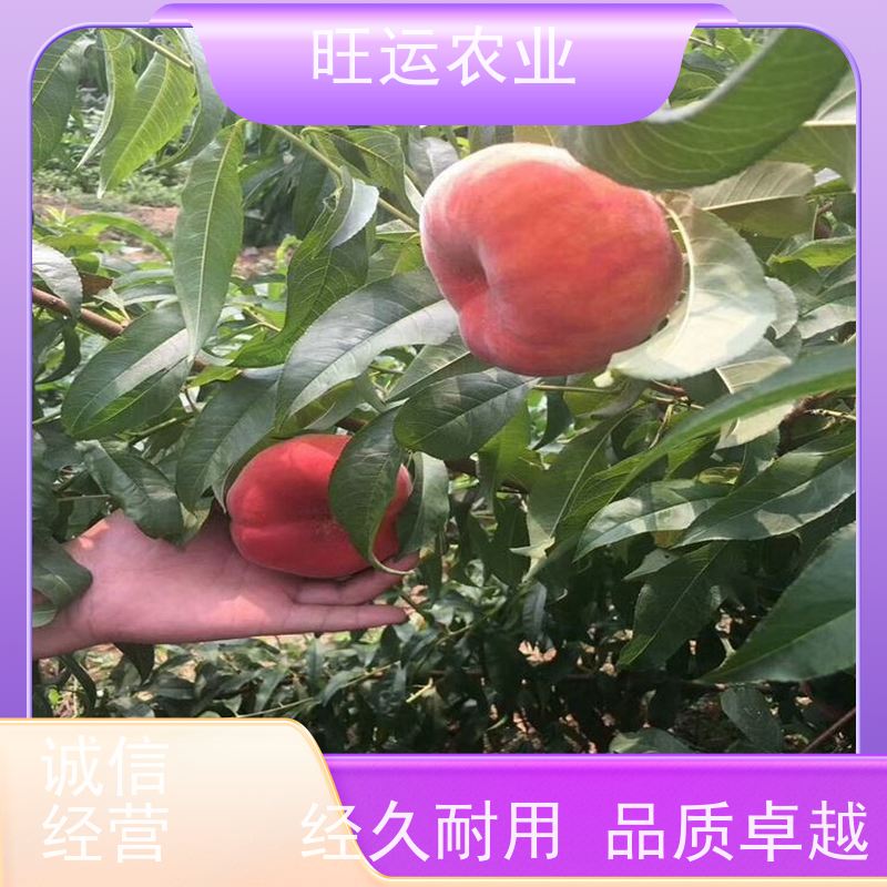 旺运农业 适合公园种植 旺运农业苗 肉质细嫩 桃子苗种植基地