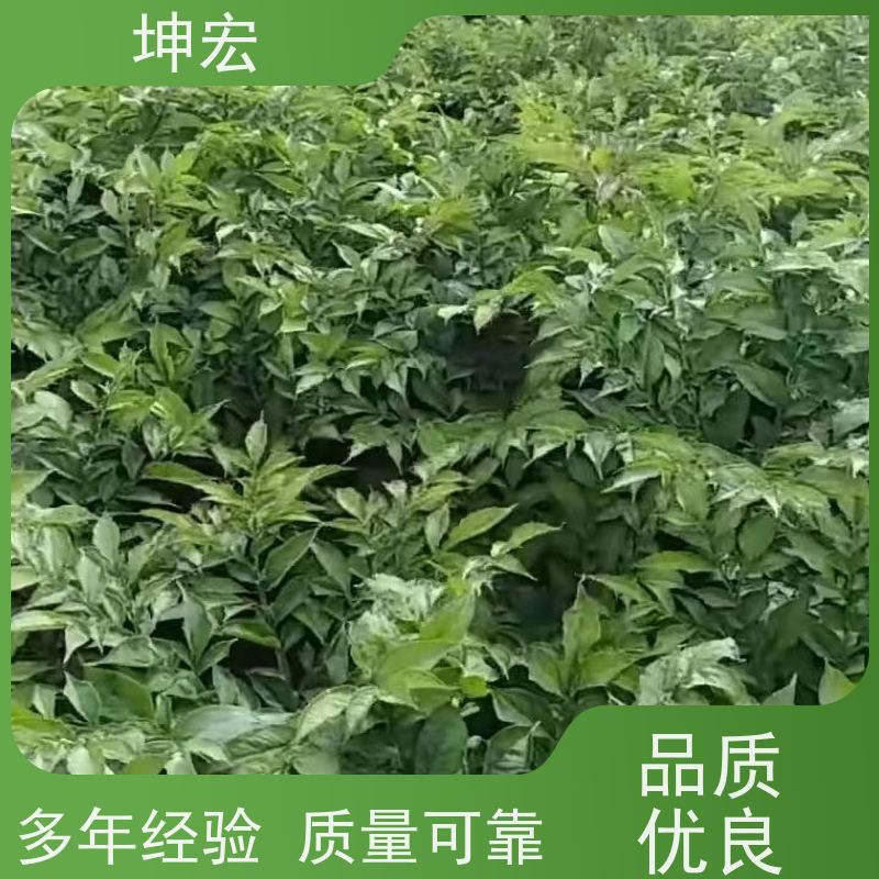 坤宏贵州珠牙魔芋种子技术指导出售