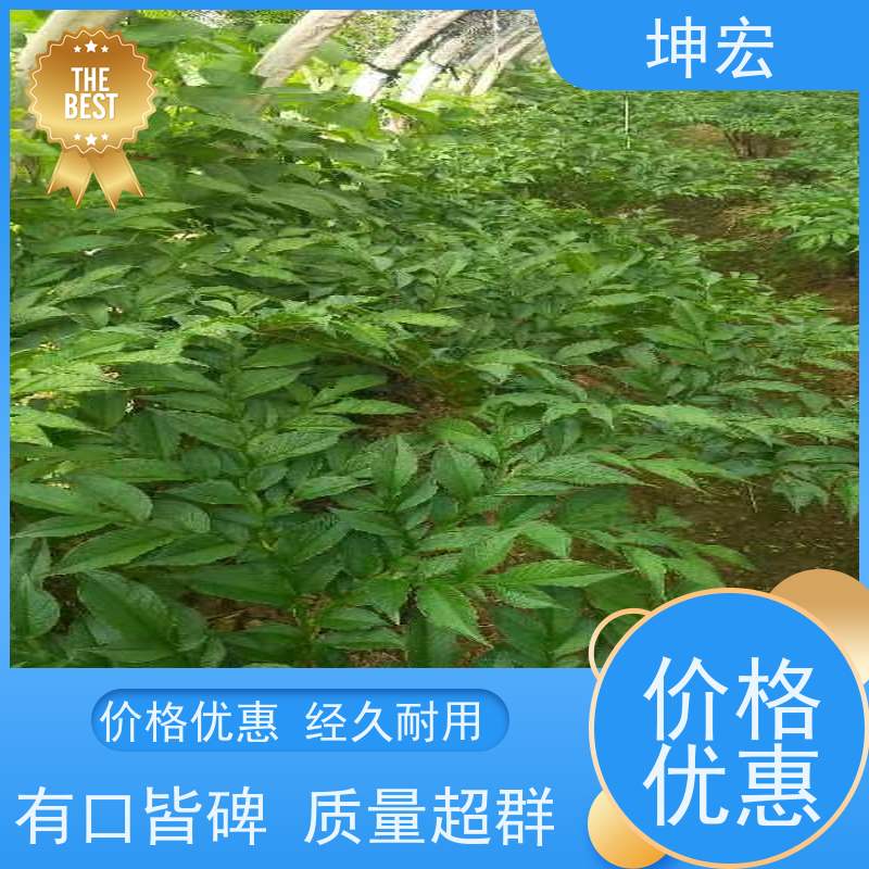 坤宏贵州魔芋种种植哪里买