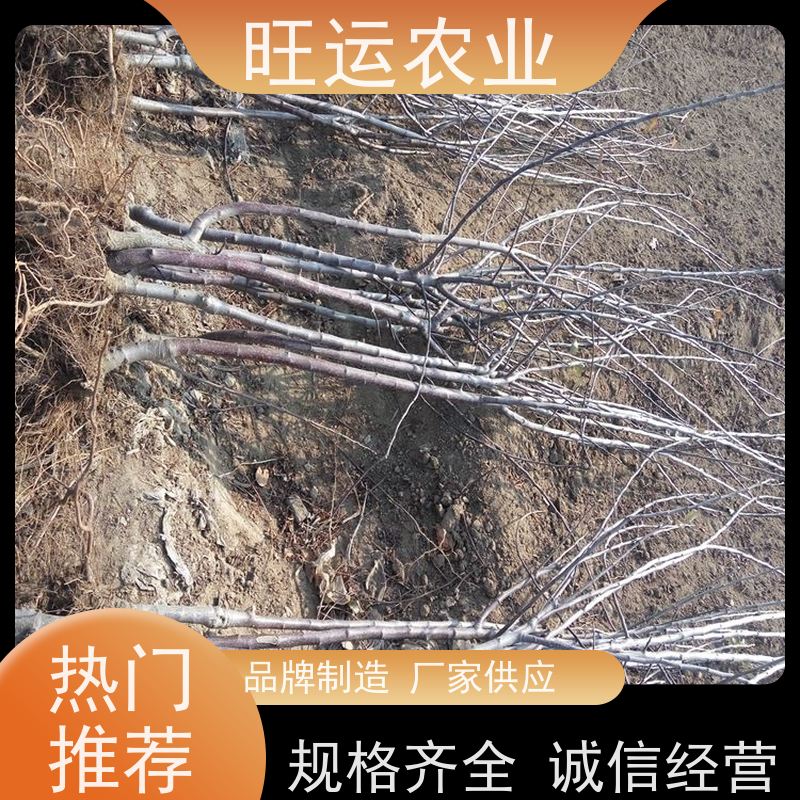 苗木 批发 太阳蜜苗 基地现挖成活率高 耐暑热耐寒