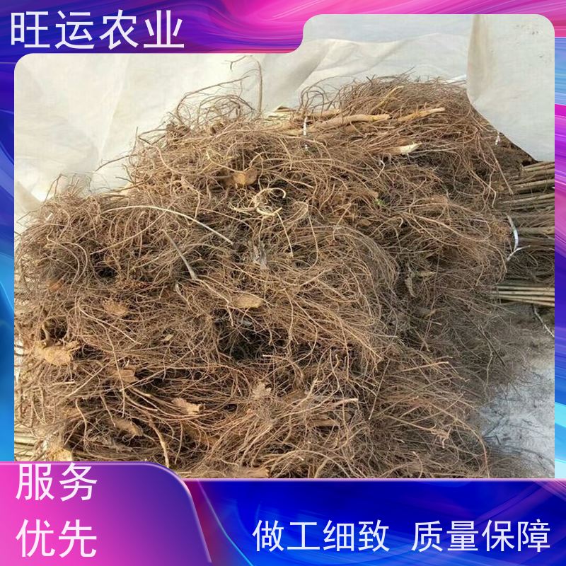 旺运农业农业 薄皮旺运农业苗栽植时间 2年香玲旺运农业产量 现挖苗