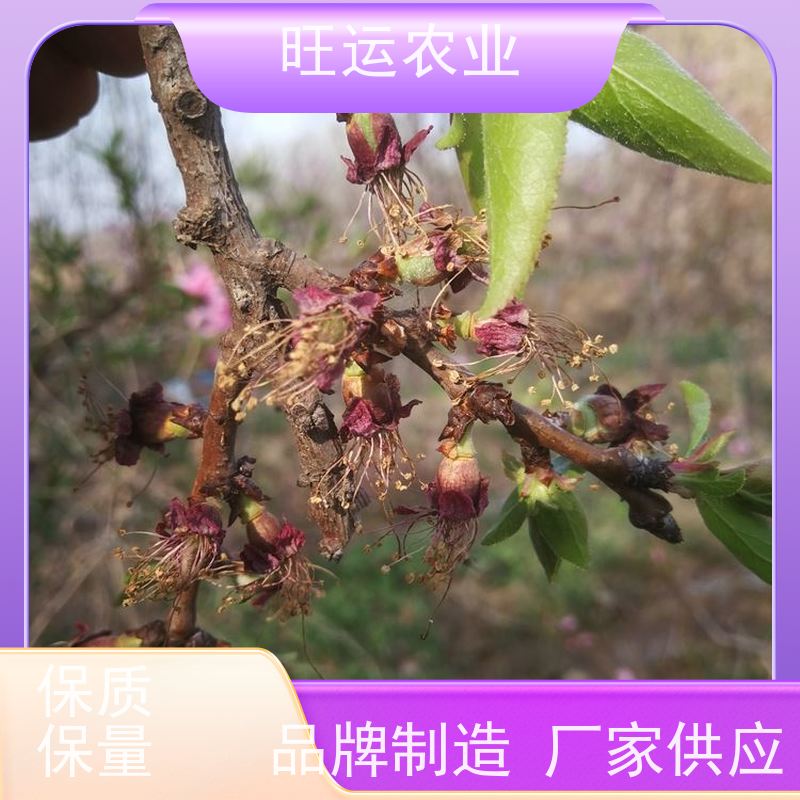 种植批发 春蜜桃苗 春蜜桃苗种植管理