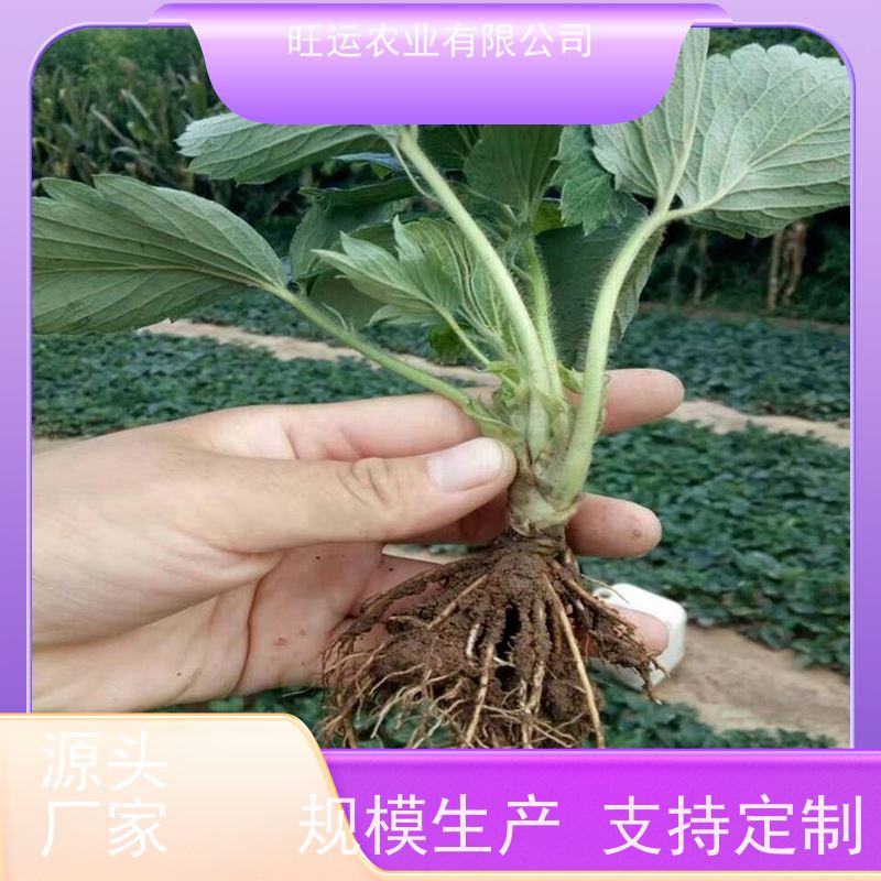 旺运农业 妙香七号草 莓苗 基地现挖现发 脱毒种苗繁育