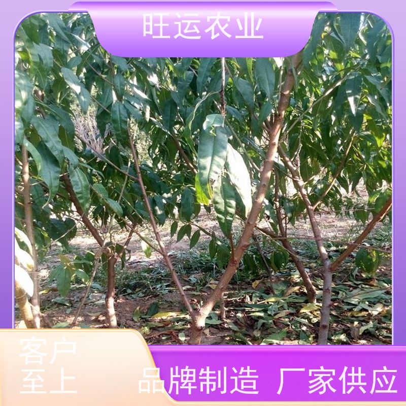 沂水苹果,沂水县特产,农产品地理标志四角泉 沂水苹果 ,  四角泉, 沂 蟠桃