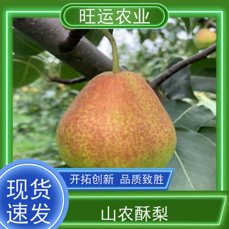 翠冠旺运农业供应 南北方种植庭院果园种植苗 梨子树苗 晚秋香梨