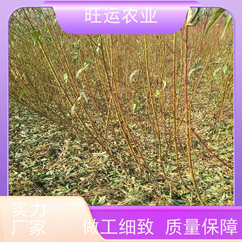 基地培育 嫁接种植 水蜜桃树种苗 早熟晚熟品种齐全