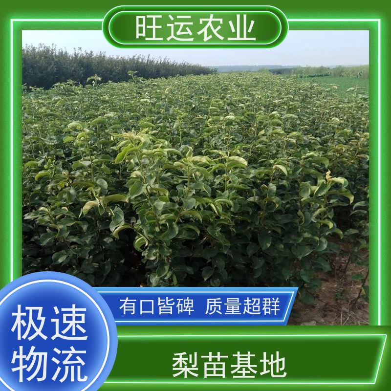 新品种梨树苗 玉露香梨树苗 产量高 果实饱满 规格齐全 梨树苗