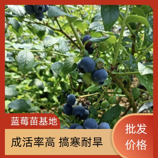 醴陵蓝莓成品树苗促销价格/山地/丘陵2024讲信誉+排名一览