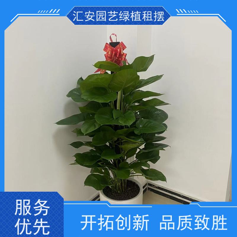 汇安园艺绿植租摆  花卉出租 性价比高