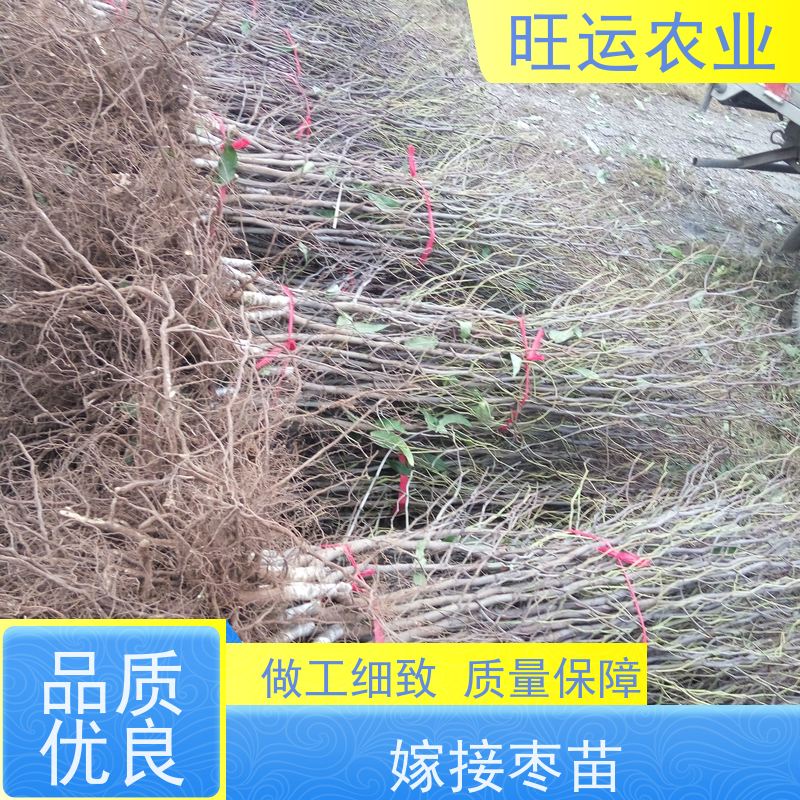 药用山枣苗主根长、侧根须根全，东北抗旱新品种山枣苗基地