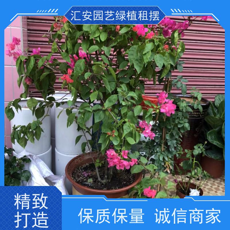 汇安园艺绿植租摆  植物养护 性价比高