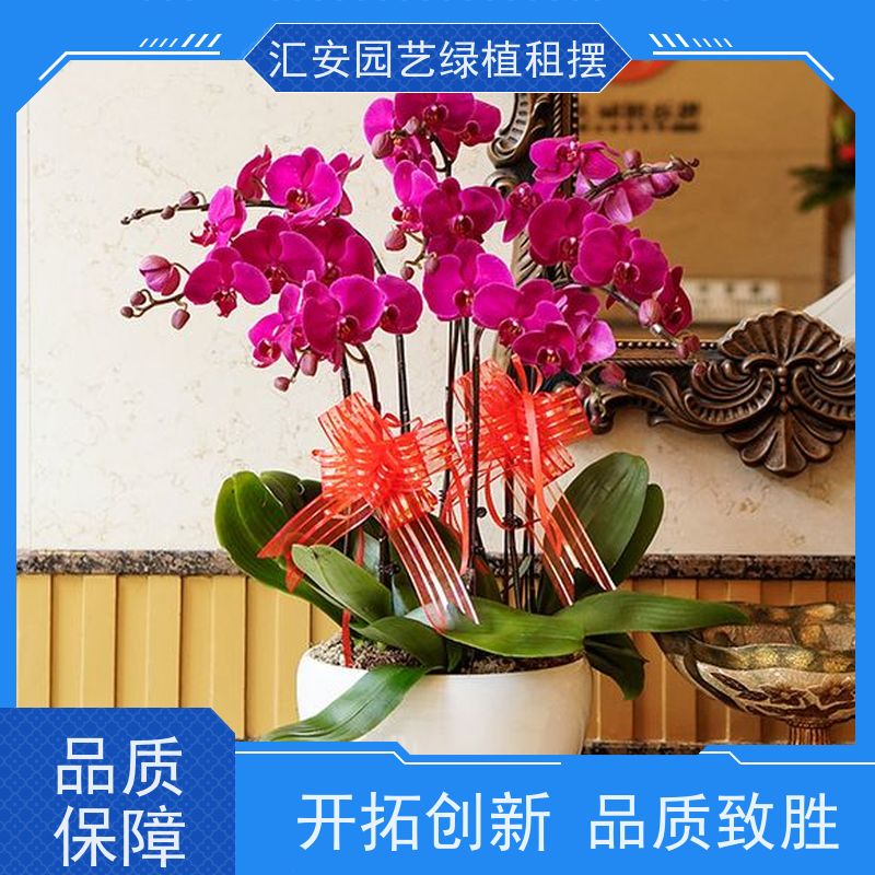 汇安园艺绿植租摆  景观工程 性价比高