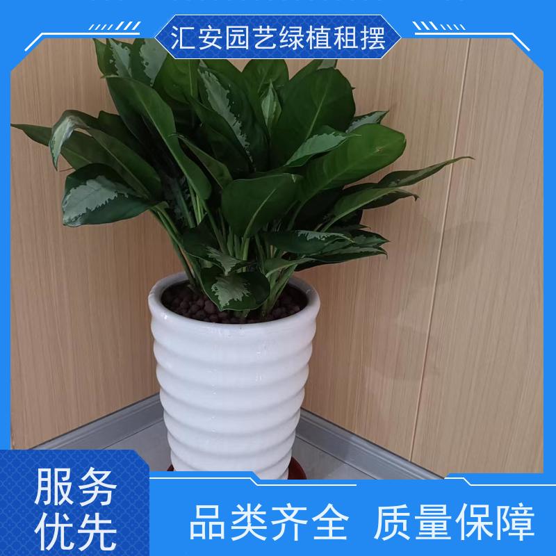 汇安园艺绿植租赁  植物养护 公司