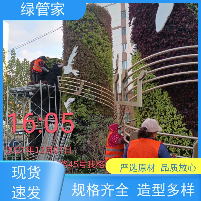 绿管家 绿雕厂家 五色草造型 植物立体花坛 团队多年经验 货源充足