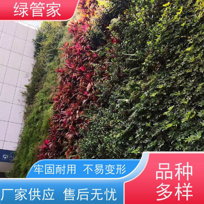 绿管家 垂直绿化植物墙 小区墙体外围绿化 效果持久 严选原材 品质放心