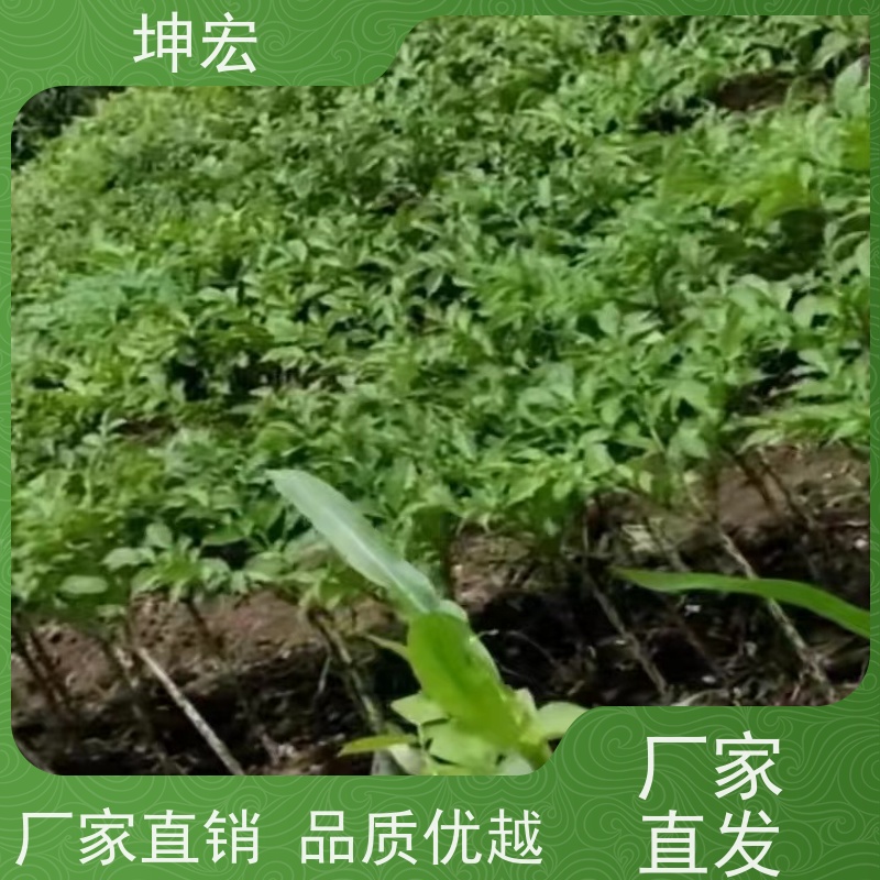 坤宏湖南花魔芋种子种植批发