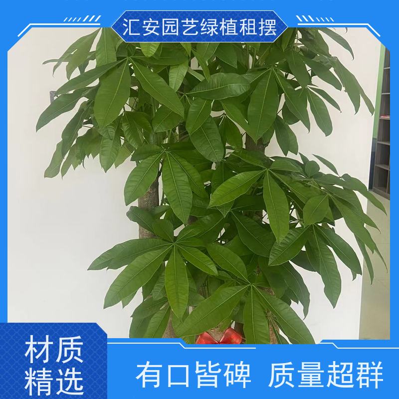 汇安园艺绿植租赁  花卉出租 性价比高