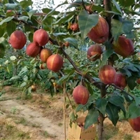 陕西梨树苗品种包括早酥红梨 玉露香梨 奥红梨 红香酥梨苗