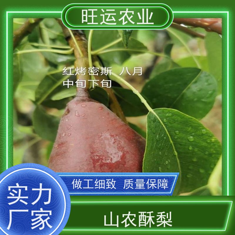 福州香水梨苗种植园 批发香水梨苗 香水梨苗哪里有卖