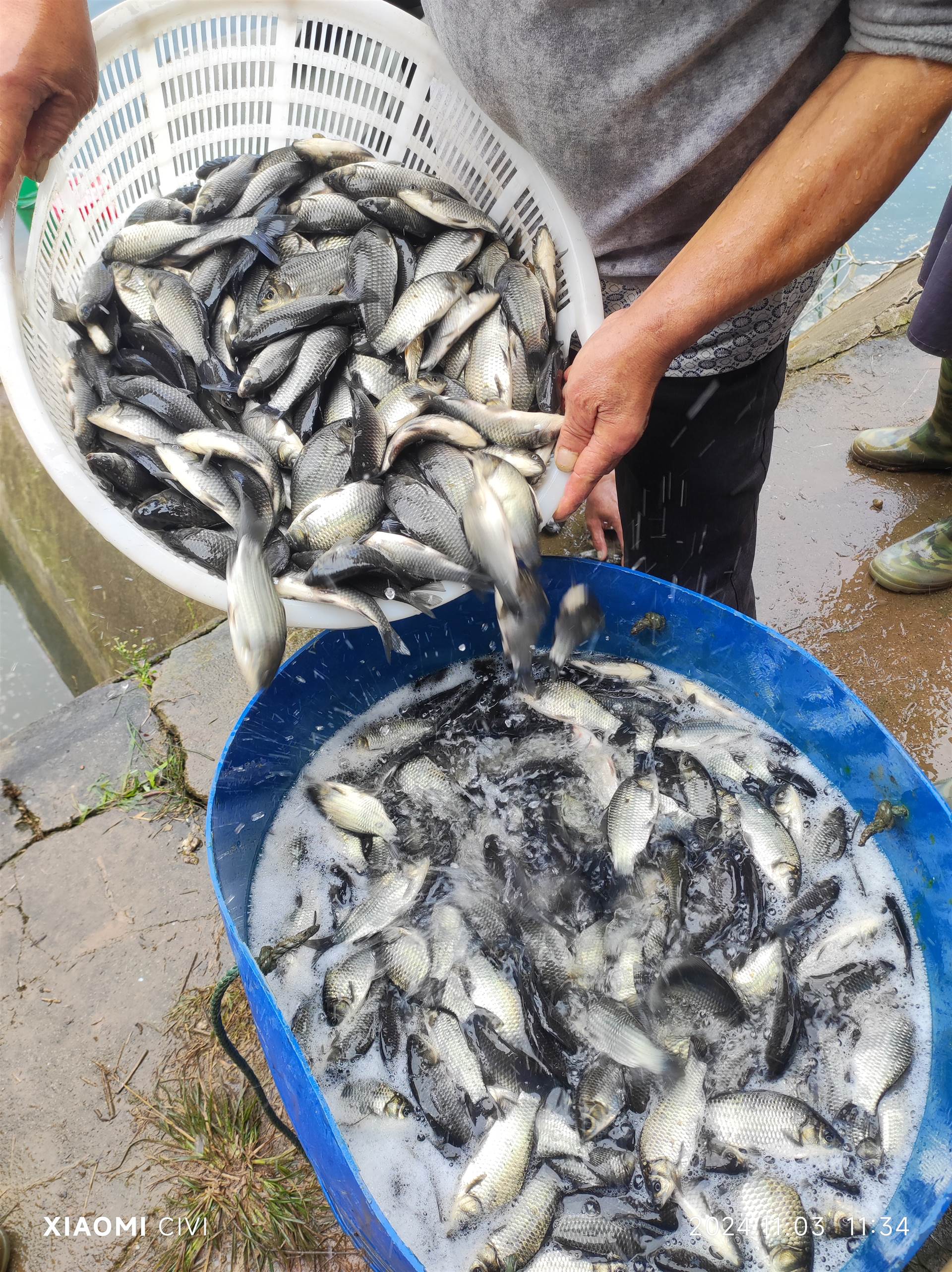 四川鲫鱼苗供应  德阳鲫鱼苗