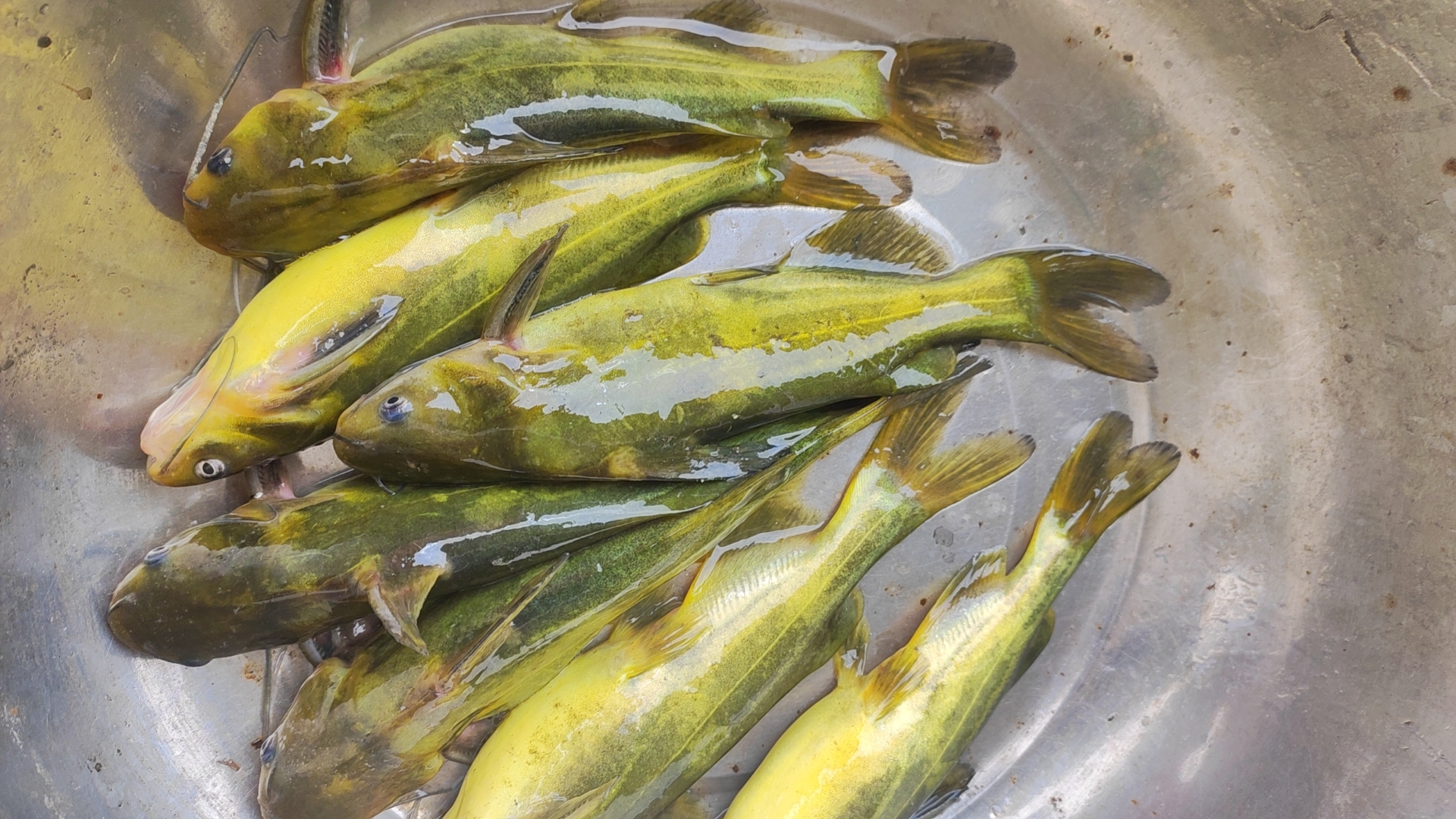 四川德阳鲫鱼苗 草鱼苗供应