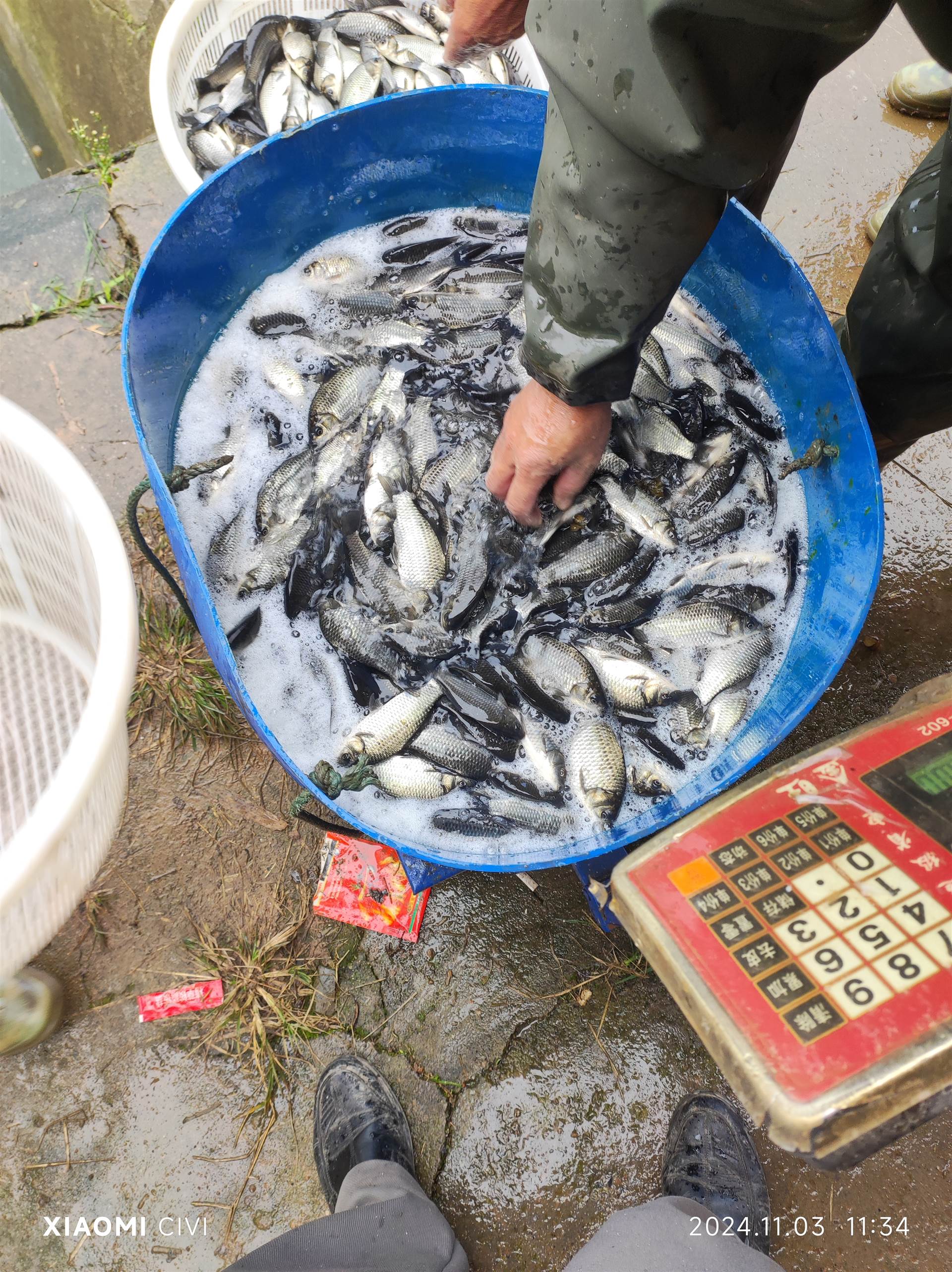 草鱼苗 四川草鱼苗 四川鱼苗
