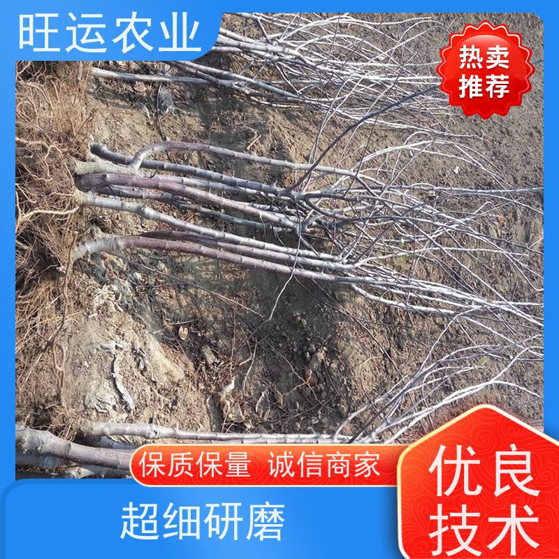 两刀矮化红肉苗 辽宁红色之爱苹果树苗基地