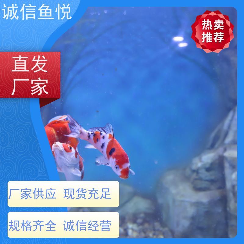 诚信鱼悦 海洋馆内清理 透明度高 大型高透有机玻璃制品