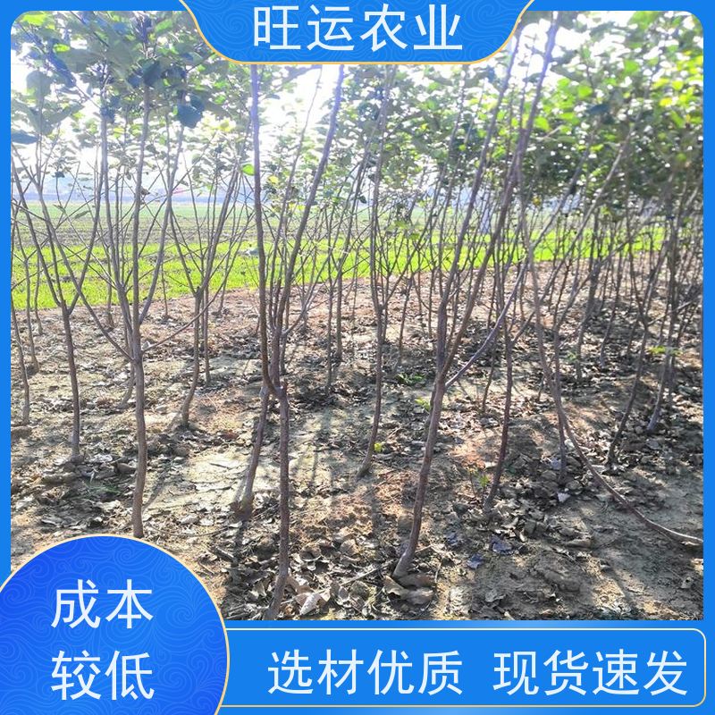 辽宁奶油苗繁育基地 2021年王林苹果树苗价格