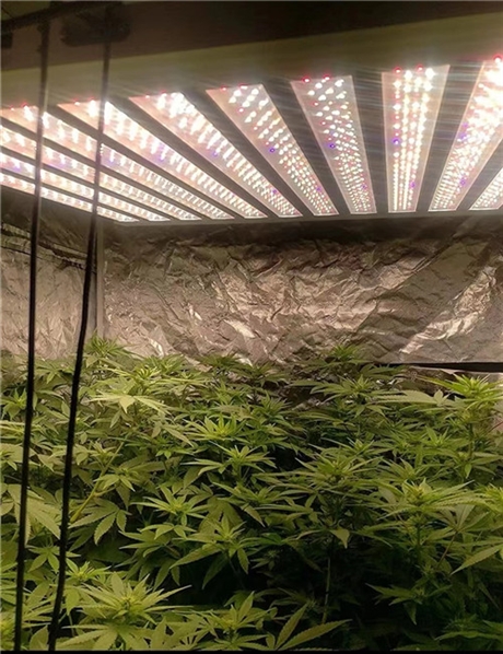 生产销售植物生长灯的公司