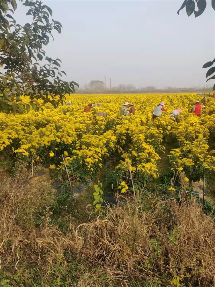 全自动药材烘干机 降低能耗消耗 高效节能烘干