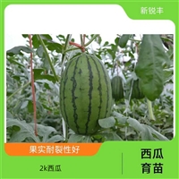西瓜苗 黄瓤礼品西瓜苗 黄小玉西瓜种苗