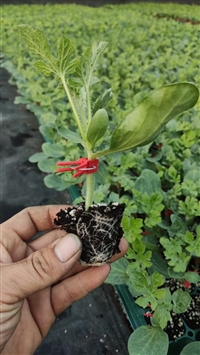呼和浩特嫁接西瓜苗 黄瓤礼品西瓜苗 黄小玉西瓜嫁接苗