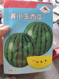 通辽西瓜苗 黄瓤礼品西瓜苗 嫁接苗批发
