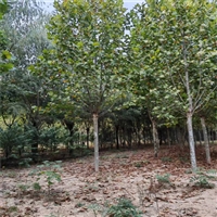 法桐批发价格 55公分法桐价格 12公分法桐价格