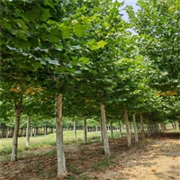 法桐树基地 29公分法桐价格 26公分法桐价格