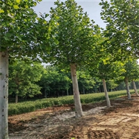 法桐树多少钱 11公分法桐价格 14公分法桐价格
